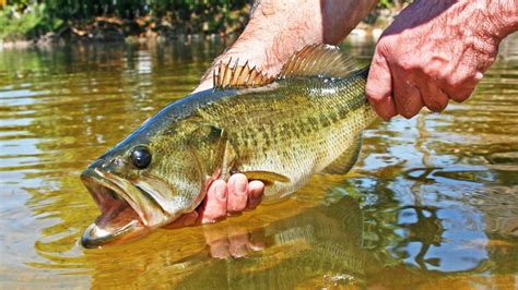 ace fishing|3 Hours of Epic Freshwater Fishing! .